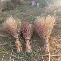 جارو عمده دونه ای 70000 خیابان سی متری