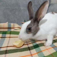 خرگوش ناناز|موش و خرگوش|قرچک, باقرآباد|دیوار