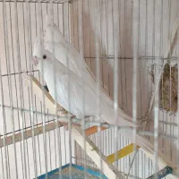 عروس هلندی نروماده|پرنده|قم, باغ اشرافی|دیوار