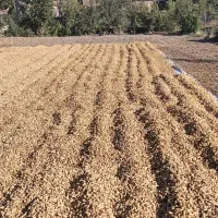 بادام زمینی