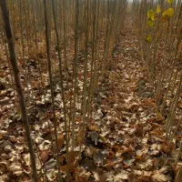 فروش نهال صنوبر