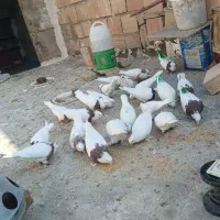 کفتر طوقی کاکل وسفید مور کاکل پاپر