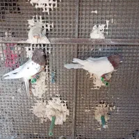 کله ی کاکل نر|پرنده|زاهدان, |دیوار