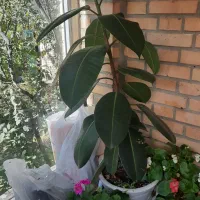 گلدان طبیعی|گل و گیاه طبیعی|نمین, |دیوار