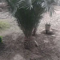 سیکاس ۱۲ ساله برگ سوزنی