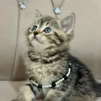 بیریتیش اسکاتیش