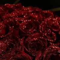 فروش بصورت شاخه تکی برای پارتنرتون و چند تایی|کنسول، بازی ویدئویی و آنلاین|خرم‌آباد, |دیوار