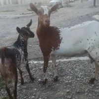 بزصلاله شیری آبستن دقلوزا با کهره نرگوربند میناب