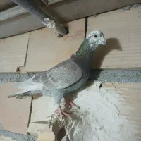 کبوترپلاکی افغانی|لوازم جانبی حیوانات|پاکدشت, پاکدشت (مامازند)|دیوار