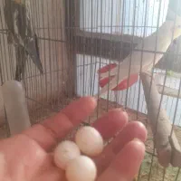 عروس هلندی نر ماوه و تک