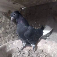 کبوتر|پرنده|زرند, |دیوار