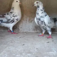 فروش کبوتر۳ جفت خوب