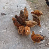جوجه وخروس