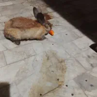 فروش یک عدد خرگوش ماده