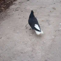 دم سفید|حیوانات|گنبد کاووس, |دیوار