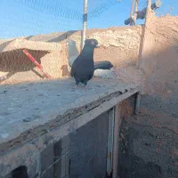 کلاغ رسمی|پرنده|سبزوار, قصبه شرقی|دیوار