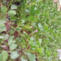 انواع نهال قلمه پیچک وتخم پیچک