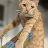 گربه نارنجی