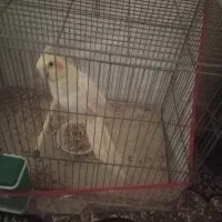 عروس هلندی بفروش میرسد