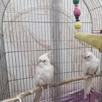 عروس هلندی آلبینو