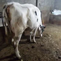 یک راس تلیسه شکم اول|حیوانات مزرعه|تبریز, |دیوار