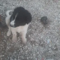 واگذاری نریاماده توله های قدریجونی