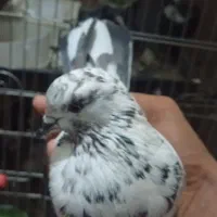 کبوتر