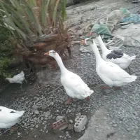 دو جفت غاز سفید خوشگل|حیوانات مزرعه|عنبرآباد, |دیوار