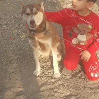 سگ هاسکی|سگ|اصفهان, مرداویج|دیوار