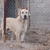 واگذاری سگ عراقی