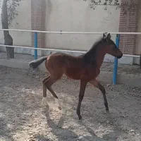 کره دره شور سه ماهه|اسب و تجهیزات اسبسواری|فردوسیه, |دیوار