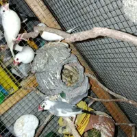 تعدادی فنچ بازیگوش