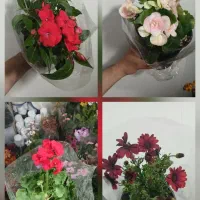 انواع گلهای زینتی و خانگی