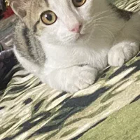 DSH.رایگـان