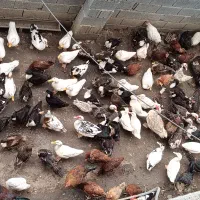 اردک اسرائیلی