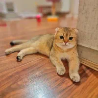 اسکاتیش گلد ny11 نر