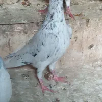 ۲کبوترنر|پرنده|ملکآباد, |دیوار