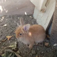 خرگوش
