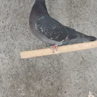 چهارتا کبوتر غریب|پرنده|کوهدشت, |دیوار