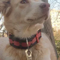 واگذاری سگ گارد و نگهبان|سگ|مسجد سلیمان, |دیوار