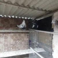 معاوضه با قناری