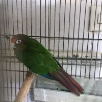 طوطی کانور سر گلی یا سر گیلاسی|پرنده|قم, گلزار|دیوار