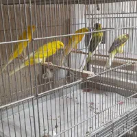 قناری رسمی|پرنده|یزد, |دیوار