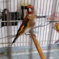 سهره چهارعدد|پرنده|ری, شهادت|دیوار