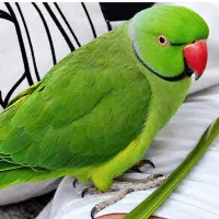 طوطی سبز امروز گمشده
