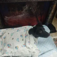 چیتزو تربیت شده|سگ|تهران, خاوران|دیوار