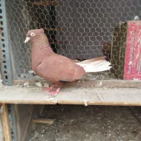 سرخ دم سفید