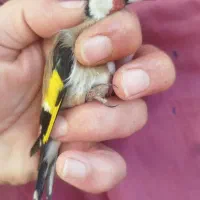 سهره نر|پرنده|لیسار, |دیوار