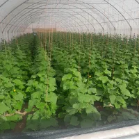 سازه گلخانه|عمده‌فروشی|چناران, |دیوار