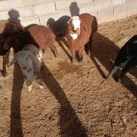 تعداد 7 راس میش بره دار سالم سرحال باب مالداری|حیوانات مزرعه|مشهد, ایوان|دیوار